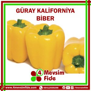 Güray F1 Kaliforniya Biber Fidesi