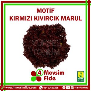 Motif Kırmızı Kıvırcık Marul 10000 Adet