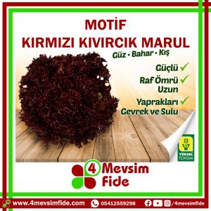 Motif Kırmızı Kıvırcık Marul 10000 Adet