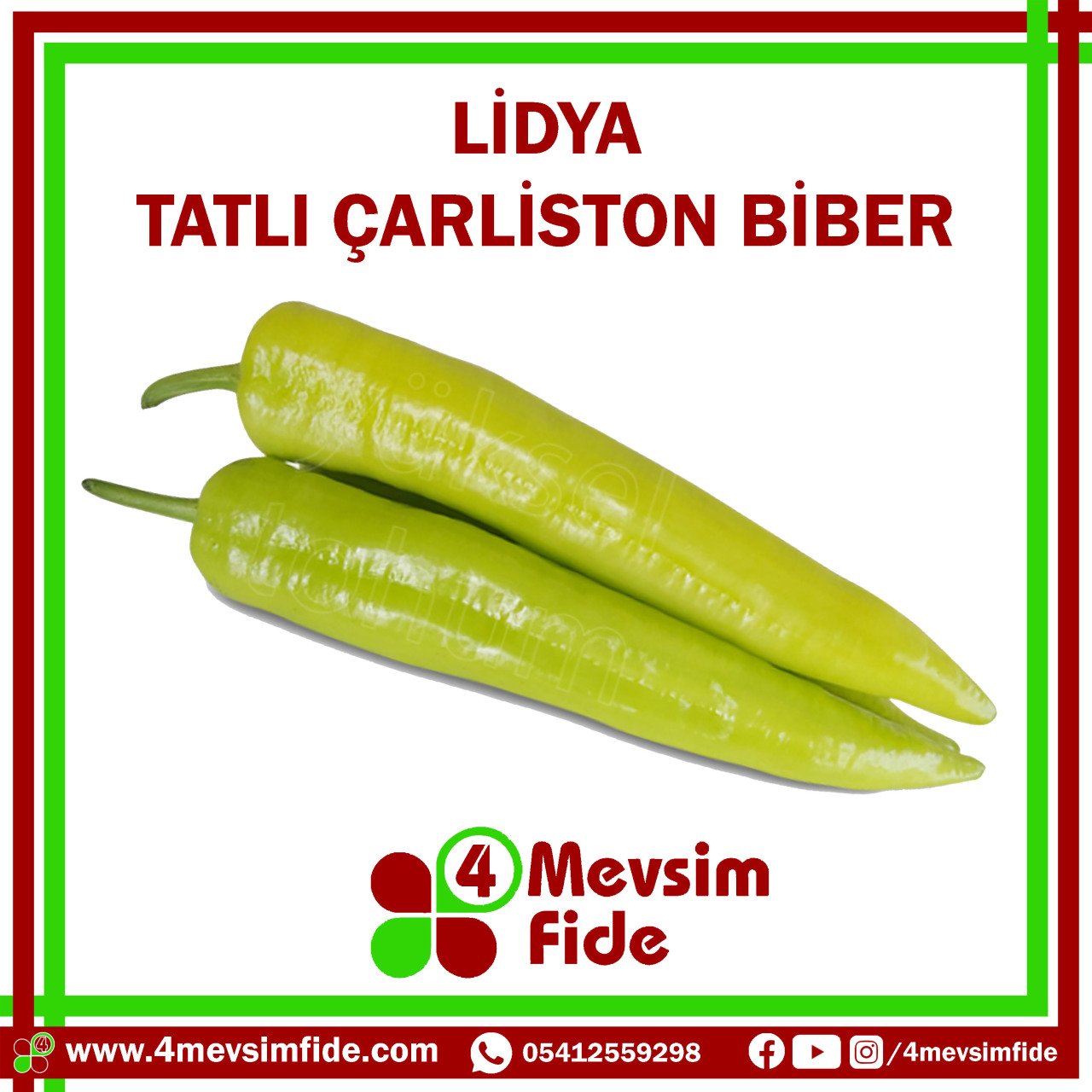 Lidya F1 Tatlı Çarliston Biber Fidesi