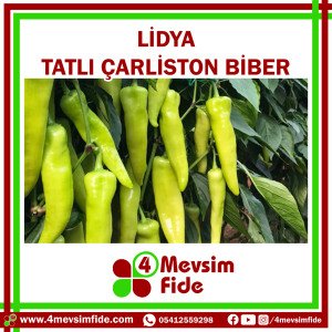 Lidya F1 Tatlı Çarliston Biber Fidesi