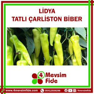 Lidya F1 Tatlı Çarliston Biber Fidesi