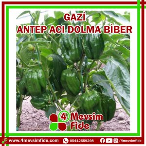 Gazi F1 Acı Dolma Biber Fidesi