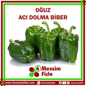 Oğuz F1 Dolma Biber Fidesi