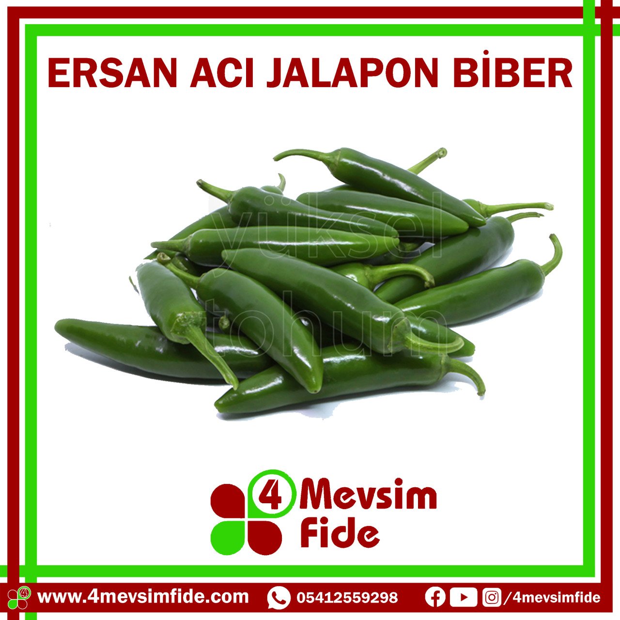 Ersan F1 Acı Jalapon Biber Fidesi