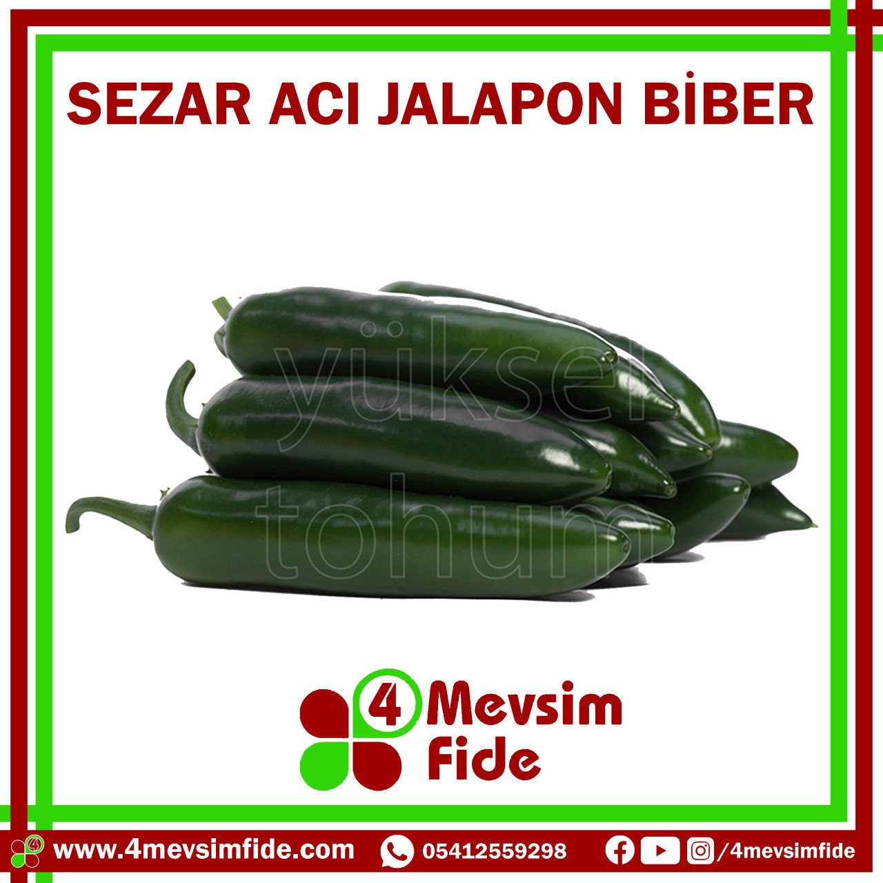 Sezar F1 Acı Jalapon Biber Fidesi