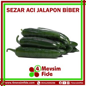 Sezar F1 Acı Jalapon Biber Fidesi