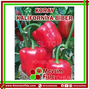 Koray F1 Kaliforniya Biber Fidesi