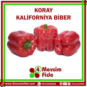 Koray F1 Kaliforniya Biber Fidesi