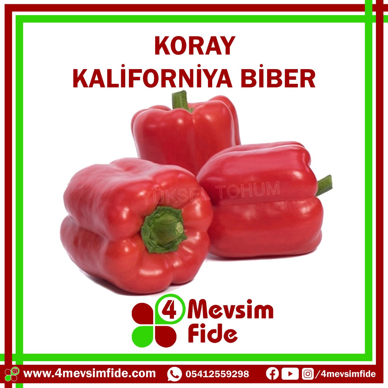 Koray F1 Kaliforniya Biber Fidesi