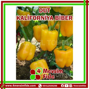 Dut Kaliforniya Biber Tohumu 1000 Adet