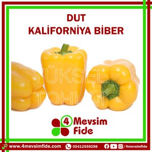 Dut F1 Kaliforniya Biber Fidesi