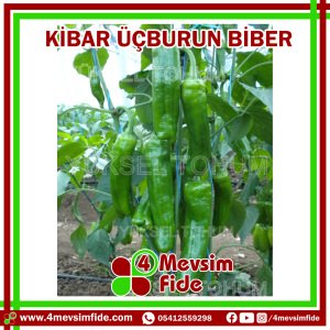 Kibar Üçburun Biber Tohumu 1000 Adet