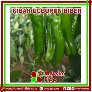 Kibar Üçburun Biber Tohumu 1000 Adet