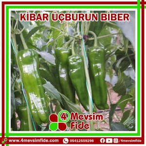 Kibar Üçburun Biber Tohumu 1000 Adet