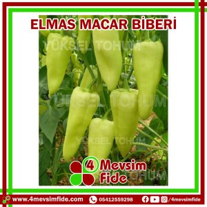 Elmas Macar Biber Tohumu 1000 Adet