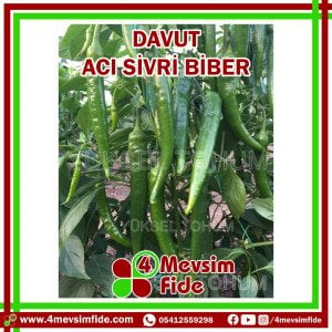 Davut F1 Acı Sivri Biber Tohumu 1000 Adet