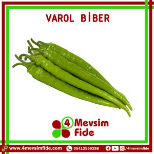 Varol F1 Orta Acı Sivri Biber Fidesi