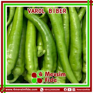 Varol F1 Orta Acı Sivri Biber Fidesi