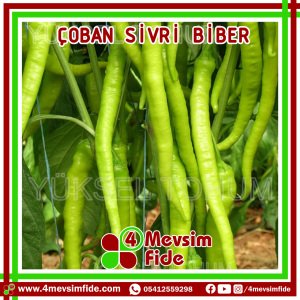 Çoban Acı Sivri Biber Tohumu 1000 Adet
