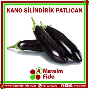 Kano Silindirik Patlıcan Tohumu 1000 Adet