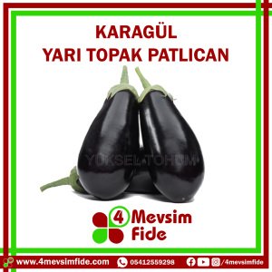 Karagül Yarı Topak Patlıcan Tohumu 1000 Adet