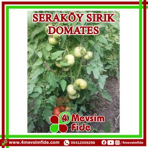 Seraköy Sırık Domates Tohumu 1000 Adet