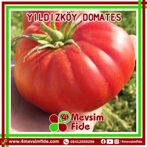 Yıldızköy Domates Tohumu 1000 Adet