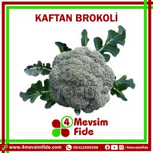Kaftan F1 Brokoli Fidesi