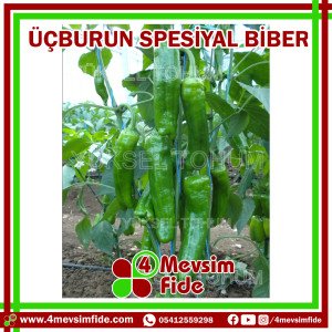 Üçburun F1 Üçburun Biber Fidesi