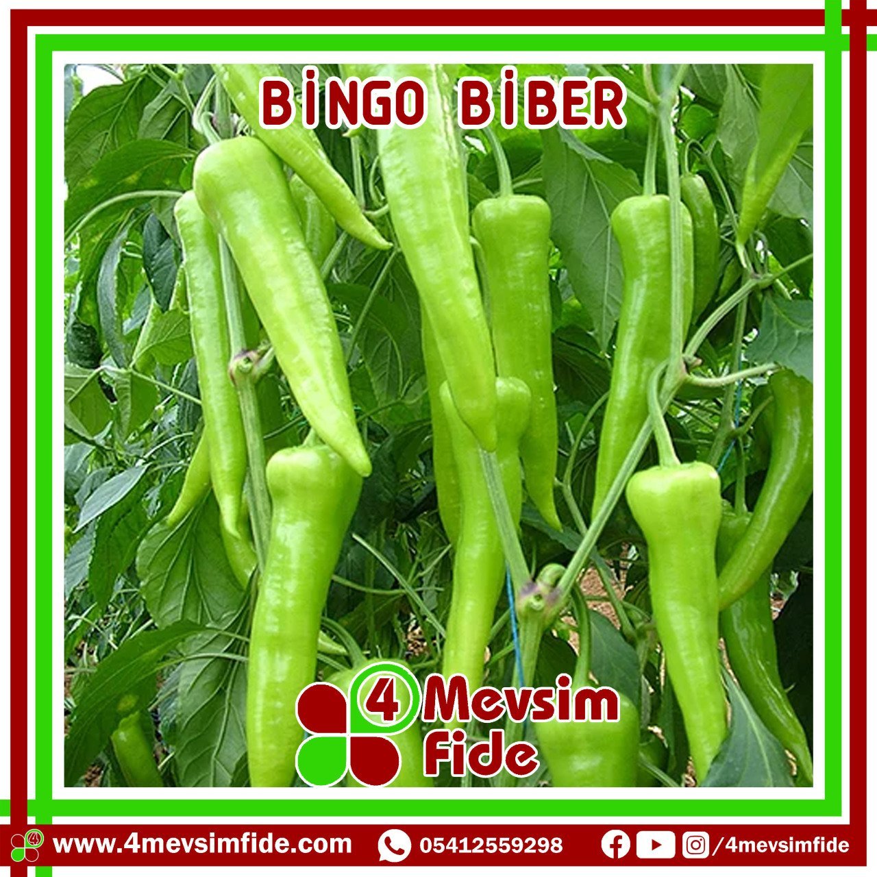 Bingo Tatlı Çarliston Biber Tohumu