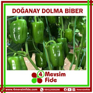 Doğanay F1 Dolma Biber Tohumu 1000 Adet