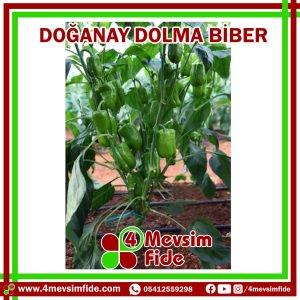 Doğanay F1 Dolma Biber Tohumu 1000 Adet