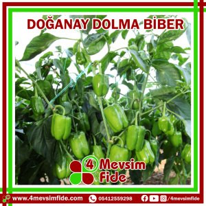 Doğanay F1 Dolma Biber Tohumu 1000 Adet