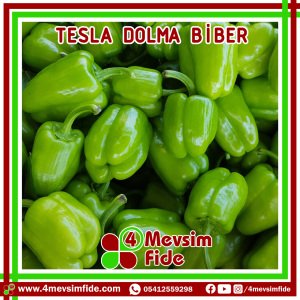 Tesla Dolma Biber Tohumu 1000 Adet