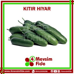 Kıtır Badem Hıyar Tohumu 500 Adet