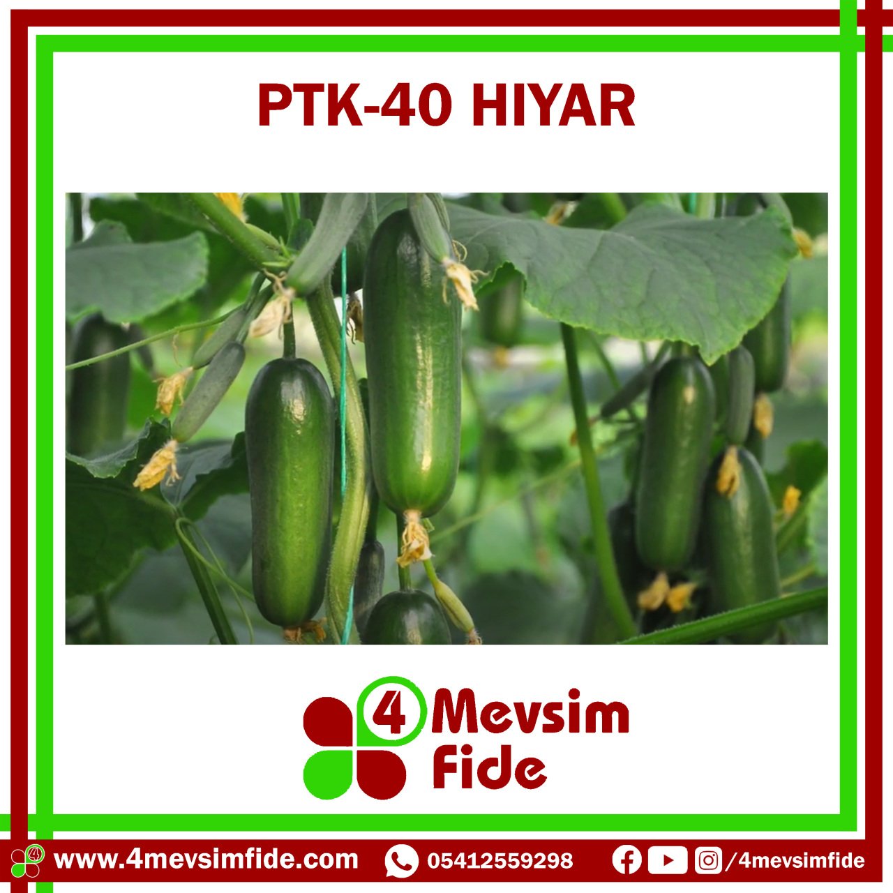 PTK 40 F1 Hıyar Tohumu 500 Adet