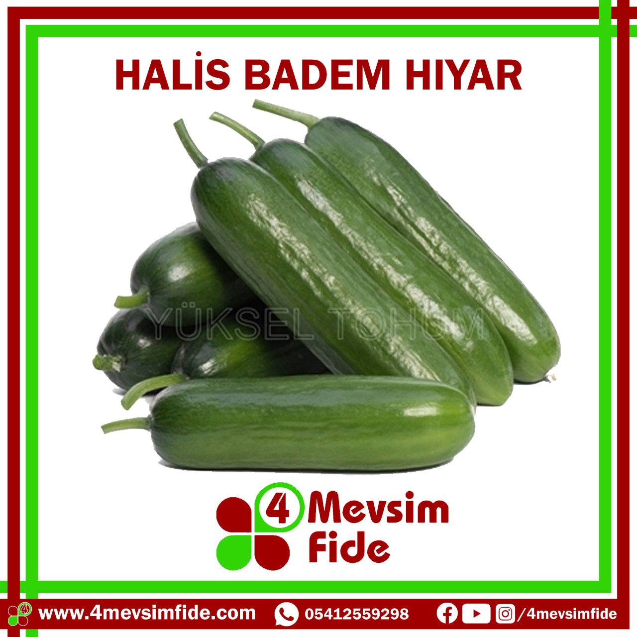 Halis F1 Badem Hıyar Fidesi