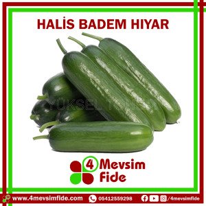 Halis F1 Badem Hıyar Fidesi