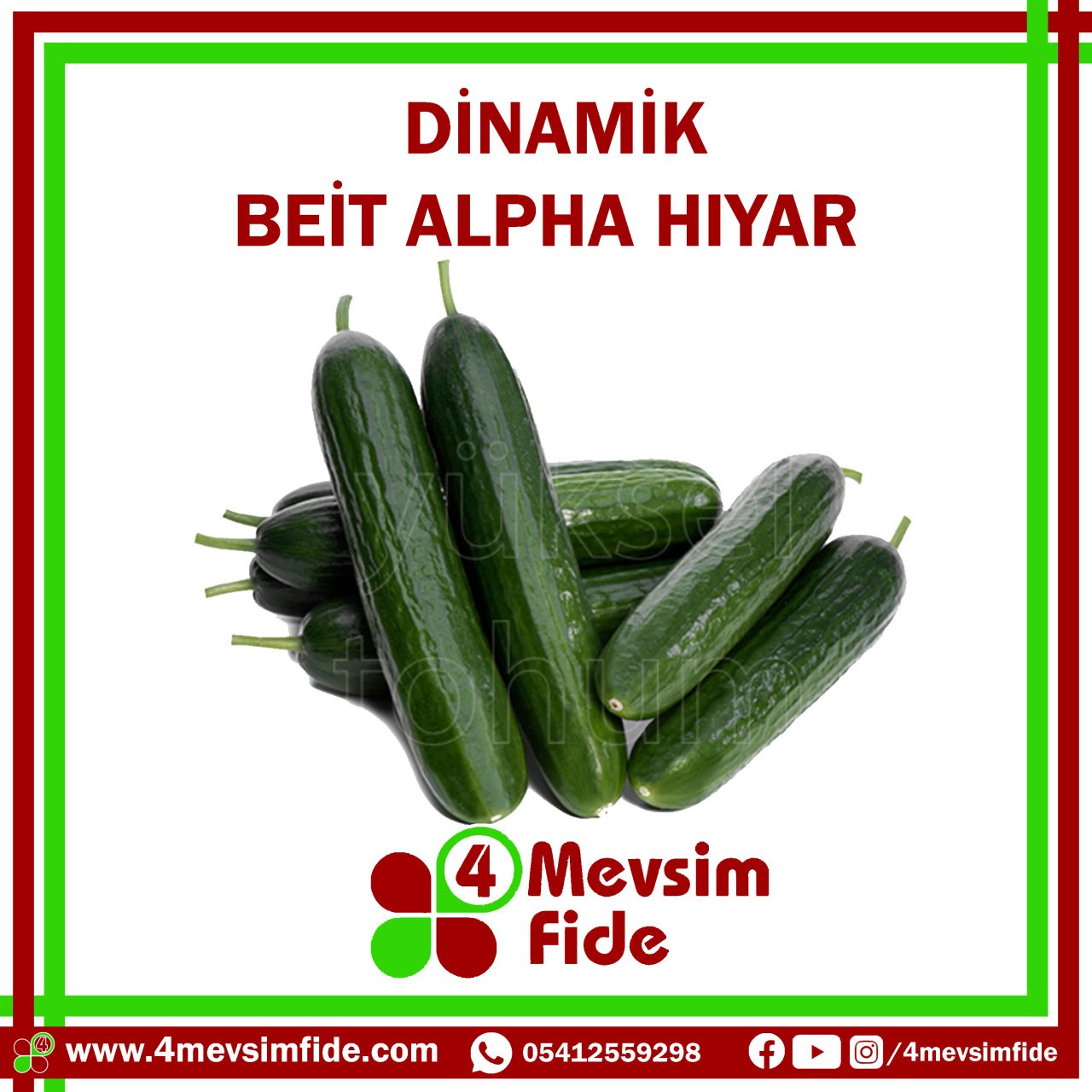 Dinamik F1 Beit Alpha Hıyar Fidesi