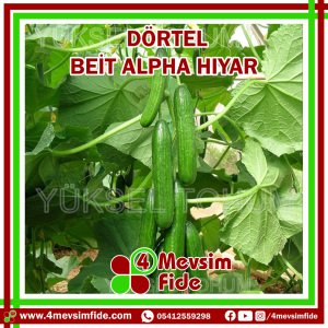 Dörtel Beit Alpha Tipi Hıyar Tohumu 500 Adet
