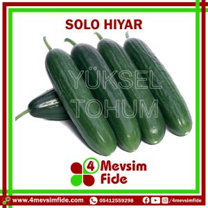 Solo Beit Alpha Hıyar Tohumu 500 Adet