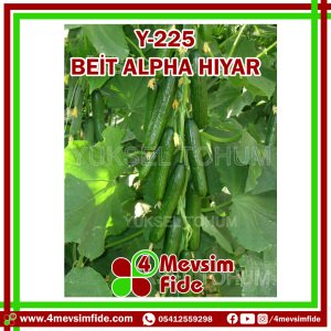 Y-225  Beit Alpha Tipi Hıyar Tohumu 500 Adet