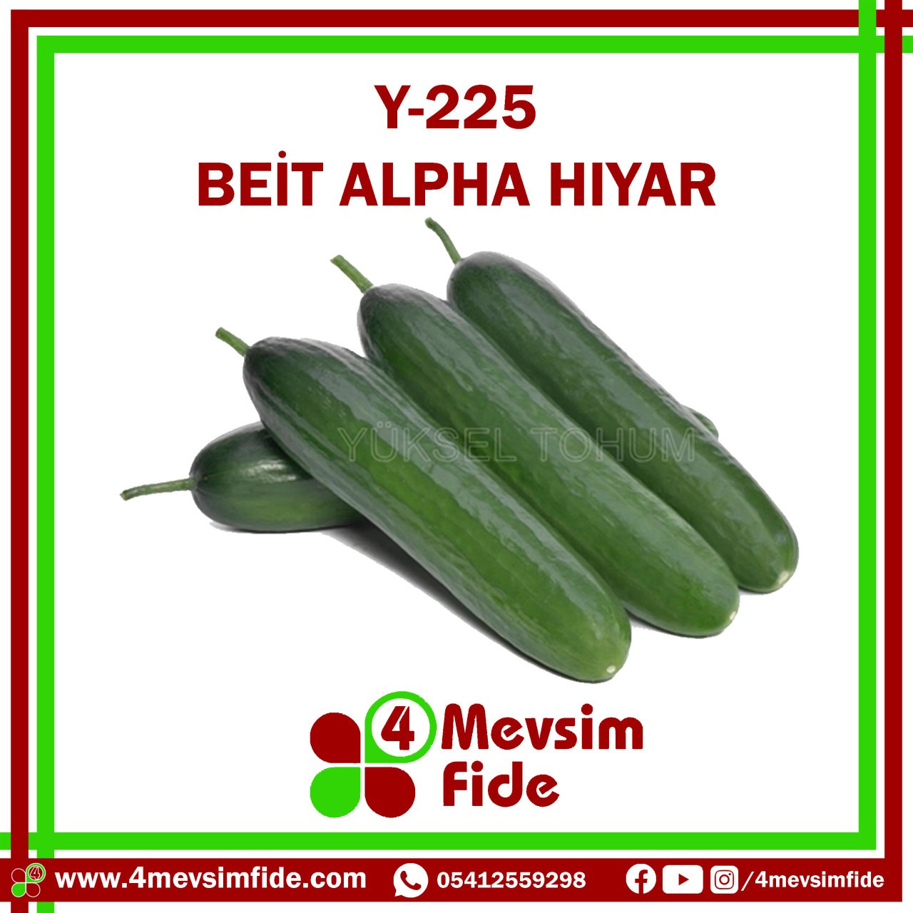 Y-225  Beit Alpha Tipi Hıyar Tohumu 500 Adet