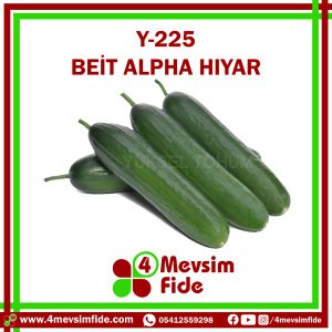 Y-225  Beit Alpha Tipi Hıyar Tohumu 500 Adet