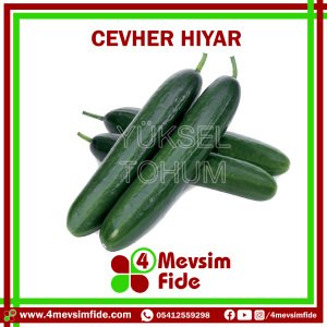 Cevher Beit Alpha Hıyar Tohumu 500 Adet