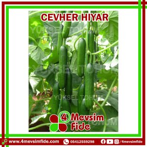 Cevher Beit Alpha Hıyar Tohumu 500 Adet