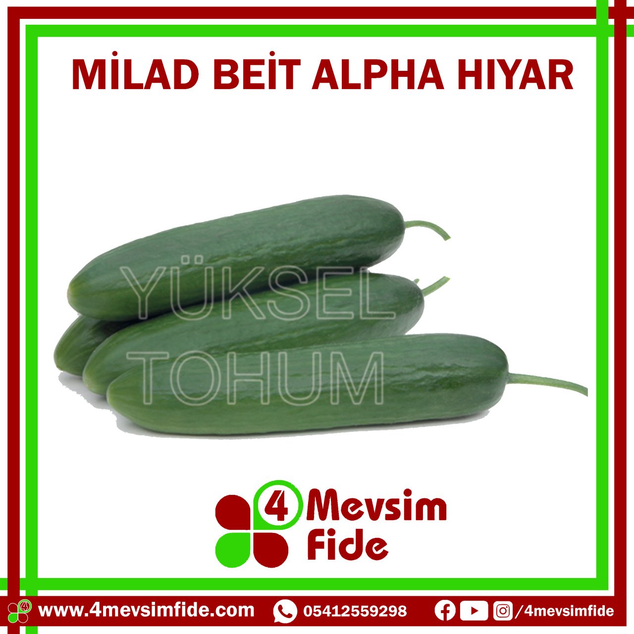 Milad F1 Beit Alpha Hıyar Fidesi