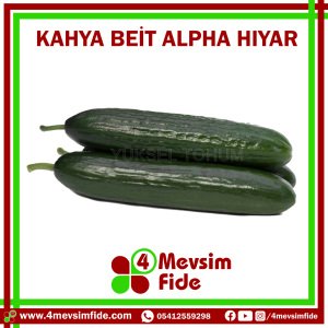 Kahya F1 Beit Alpha Hıyar Fidesi