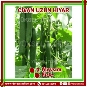 Civan F1 Uzun Hıyar Fidesi